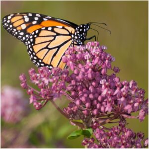 Seed Needs, Swamp Milkweed Seed Packet Collection (2 Varieties of Asclepias for Planting and Attracting Monarch Butterflies) Heirloom, Untreated & Open Pollinated