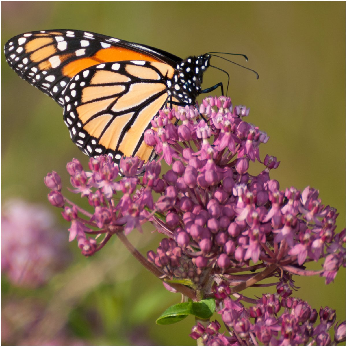 Seed Needs, Swamp Milkweed Seed Packet Collection (2 Varieties of Asclepias for Planting and Attracting Monarch Butterflies) Heirloom, Untreated & Open Pollinated