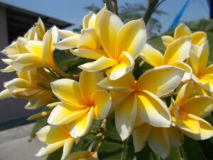 plumeria frangipani cutting rubra yellow 10"-12" discount hawaiian gifts