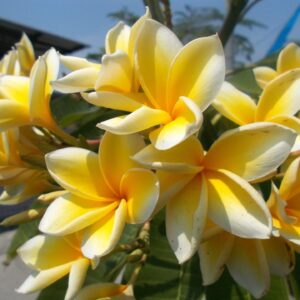 Plumeria Frangipani Cutting Rubra Yellow 10"-12" Discount Hawaiian Gifts