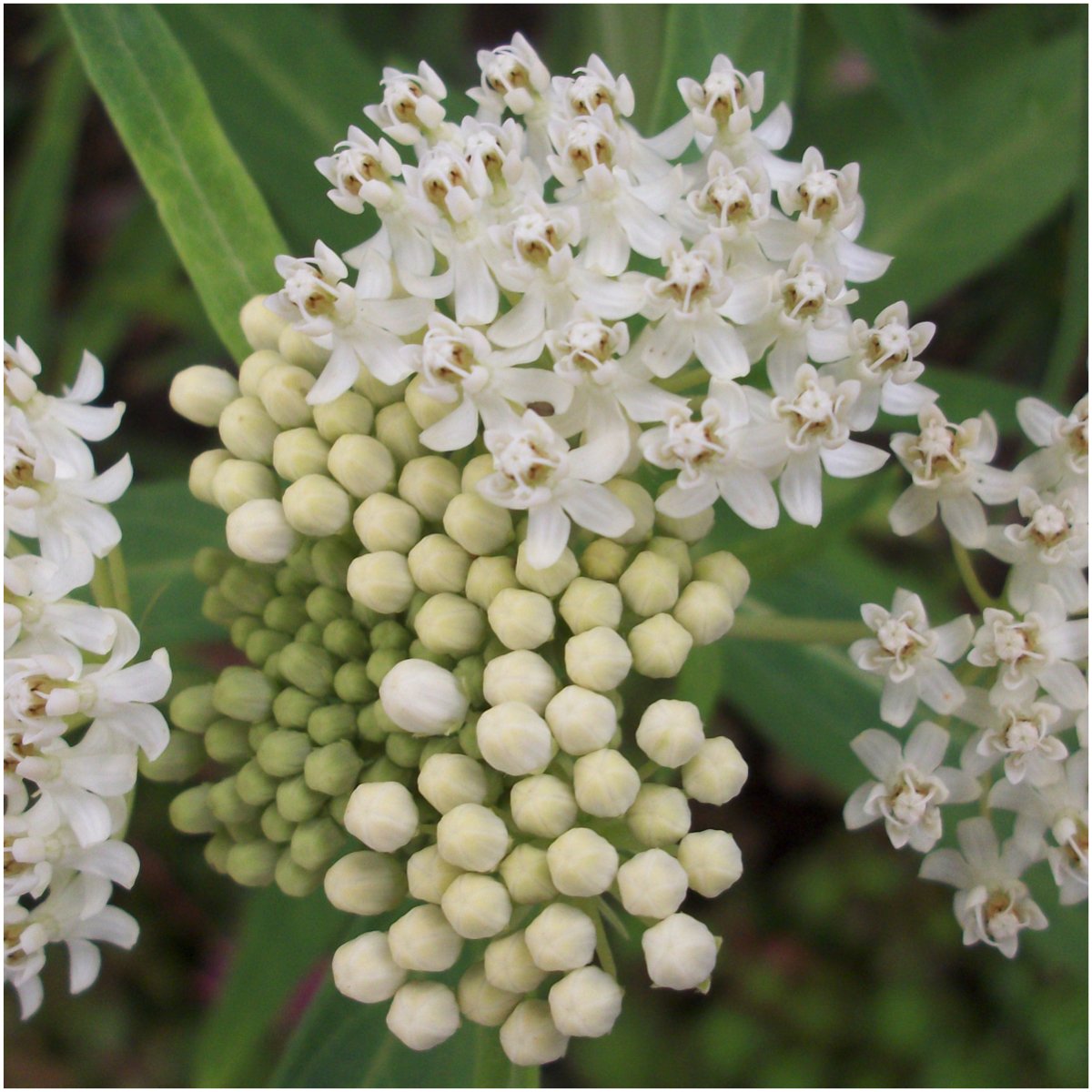 Seed Needs, Swamp Milkweed Seed Packet Collection (2 Varieties of Asclepias for Planting and Attracting Monarch Butterflies) Heirloom, Untreated & Open Pollinated