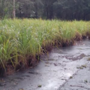 Lemongrass 4 Live Plants Each 8-12" Tall fully rooted