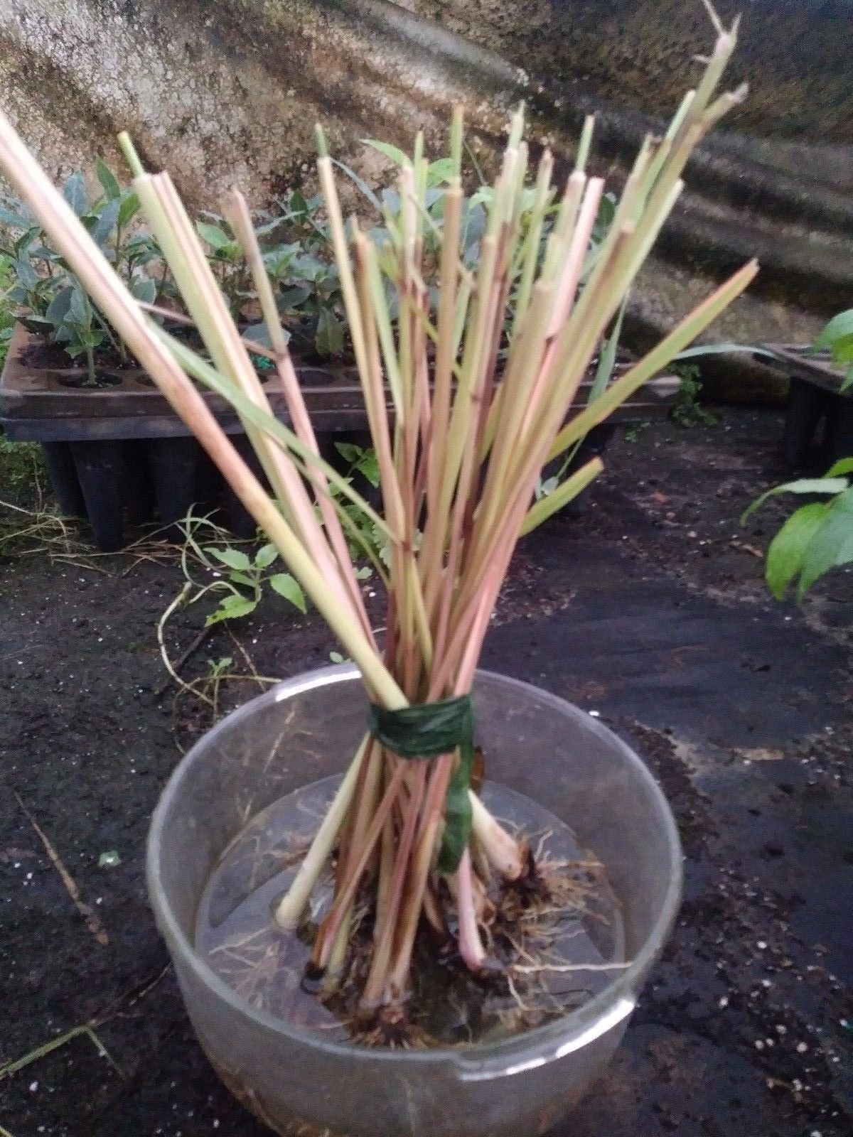 Lemongrass 4 Live Plants Each 8-12" Tall fully rooted