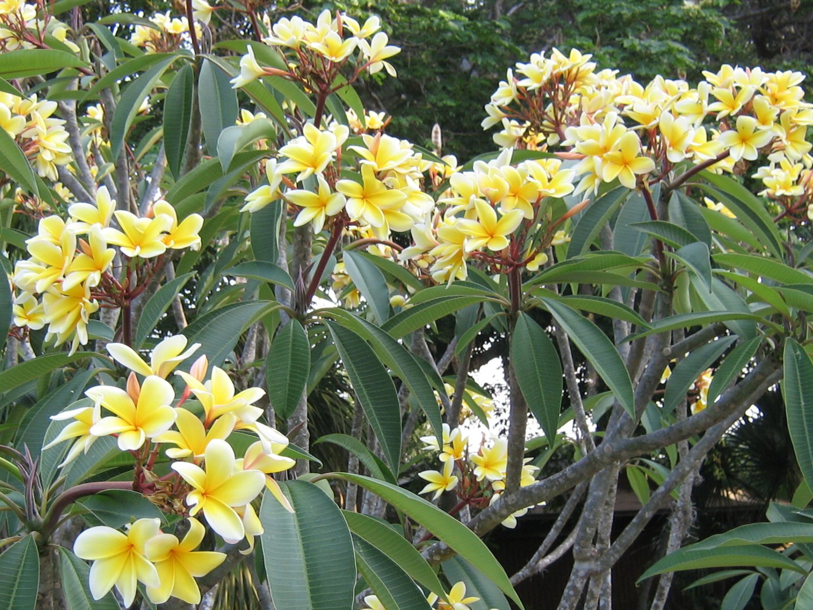 Plumeria Frangipani Cutting Rubra Yellow 10"-12" Discount Hawaiian Gifts