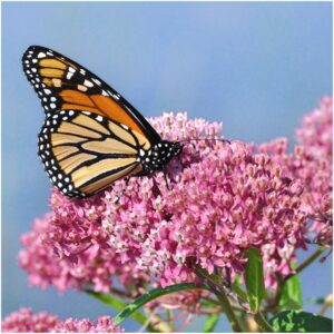 Seed Needs, Swamp Milkweed Seed Packet Collection (2 Varieties of Asclepias for Planting and Attracting Monarch Butterflies) Heirloom, Untreated & Open Pollinated