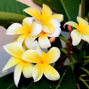 Plumeria Frangipani Cutting Rubra Yellow 10"-12" Discount Hawaiian Gifts