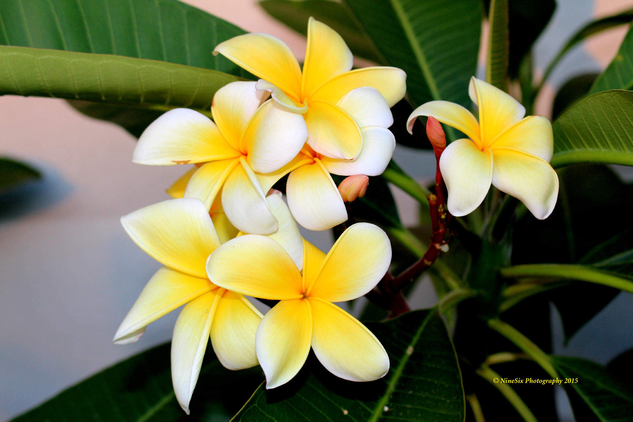 Plumeria Frangipani Cutting Rubra Yellow 10"-12" Discount Hawaiian Gifts