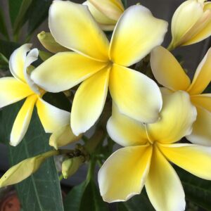 Plumeria Frangipani Cutting Rubra Yellow 10"-12" Discount Hawaiian Gifts