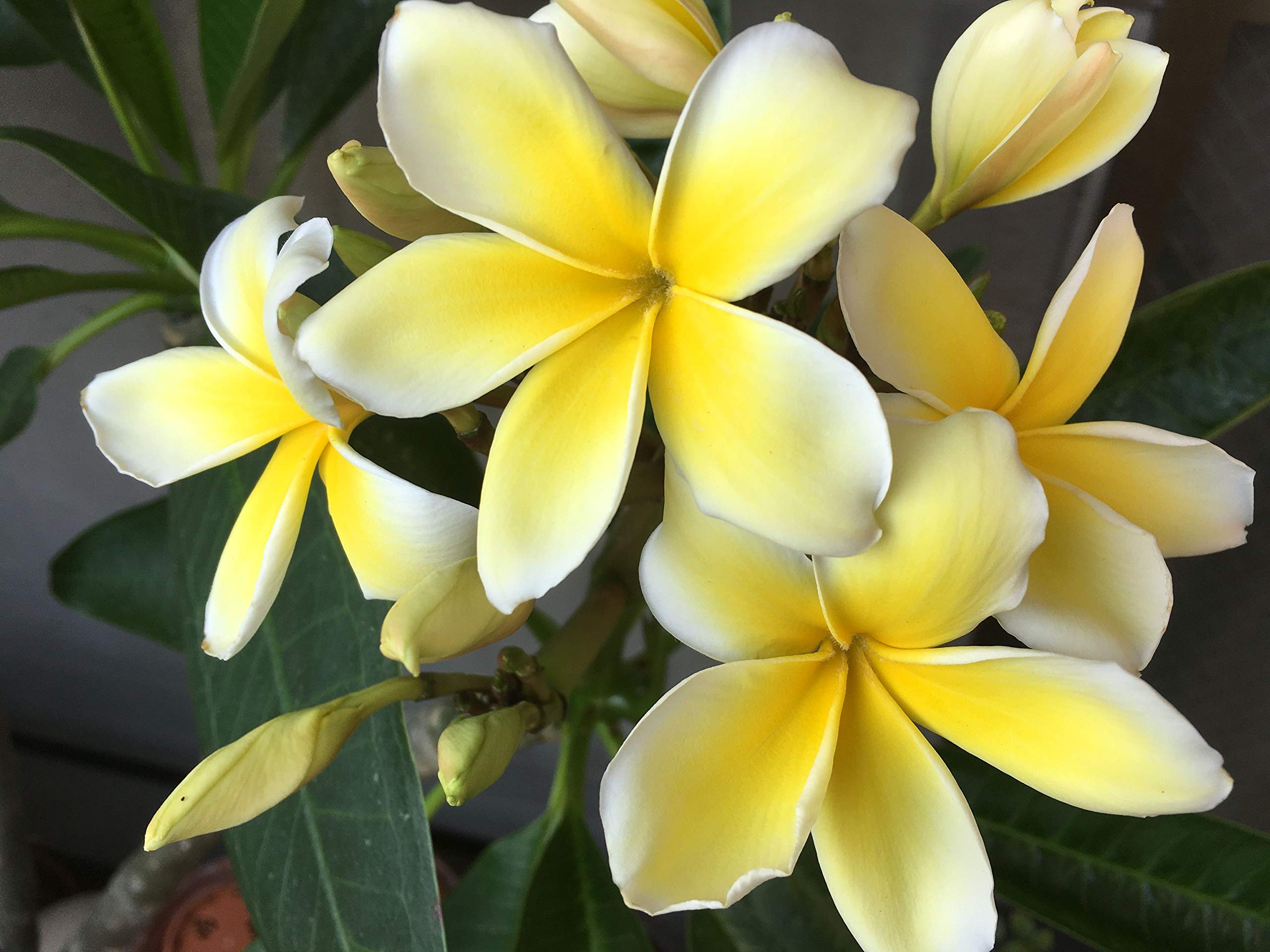 Plumeria Frangipani Cutting Rubra Yellow 10"-12" Discount Hawaiian Gifts