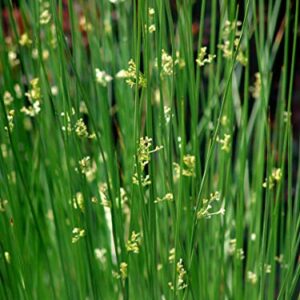 Perennial Farm Marketplace (Common Soft Rush) Ornamental Grass, 1 Quart Juncus effusus, Rich Green Foliage