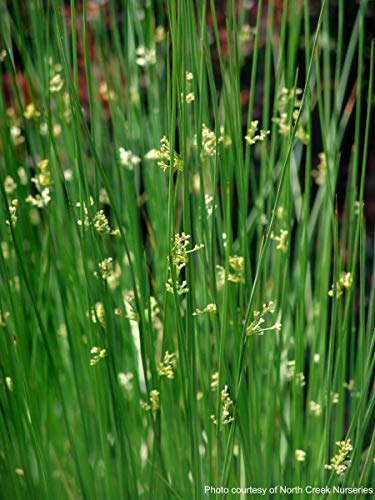 Perennial Farm Marketplace (Common Soft Rush) Ornamental Grass, 1 Quart Juncus effusus, Rich Green Foliage