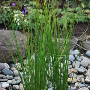 Perennial Farm Marketplace (Common Soft Rush) Ornamental Grass, 1 Quart Juncus effusus, Rich Green Foliage