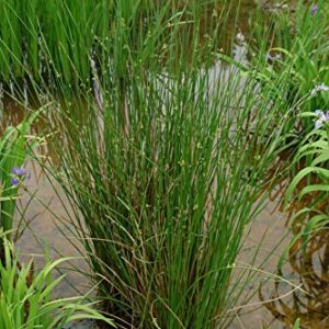 Perennial Farm Marketplace (Common Soft Rush) Ornamental Grass, 1 Quart Juncus effusus, Rich Green Foliage