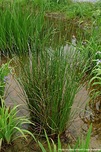 Perennial Farm Marketplace (Common Soft Rush) Ornamental Grass, 1 Quart Juncus effusus, Rich Green Foliage