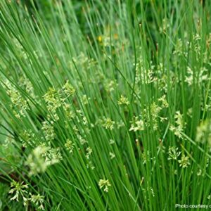 Perennial Farm Marketplace (Common Soft Rush) Ornamental Grass, 1 Quart Juncus effusus, Rich Green Foliage