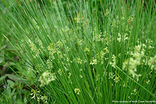 Perennial Farm Marketplace (Common Soft Rush) Ornamental Grass, 1 Quart Juncus effusus, Rich Green Foliage