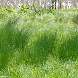 Perennial Farm Marketplace (Common Soft Rush) Ornamental Grass, 1 Quart Juncus effusus, Rich Green Foliage