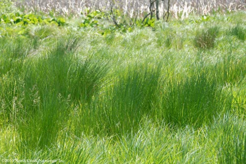 Perennial Farm Marketplace (Common Soft Rush) Ornamental Grass, 1 Quart Juncus effusus, Rich Green Foliage