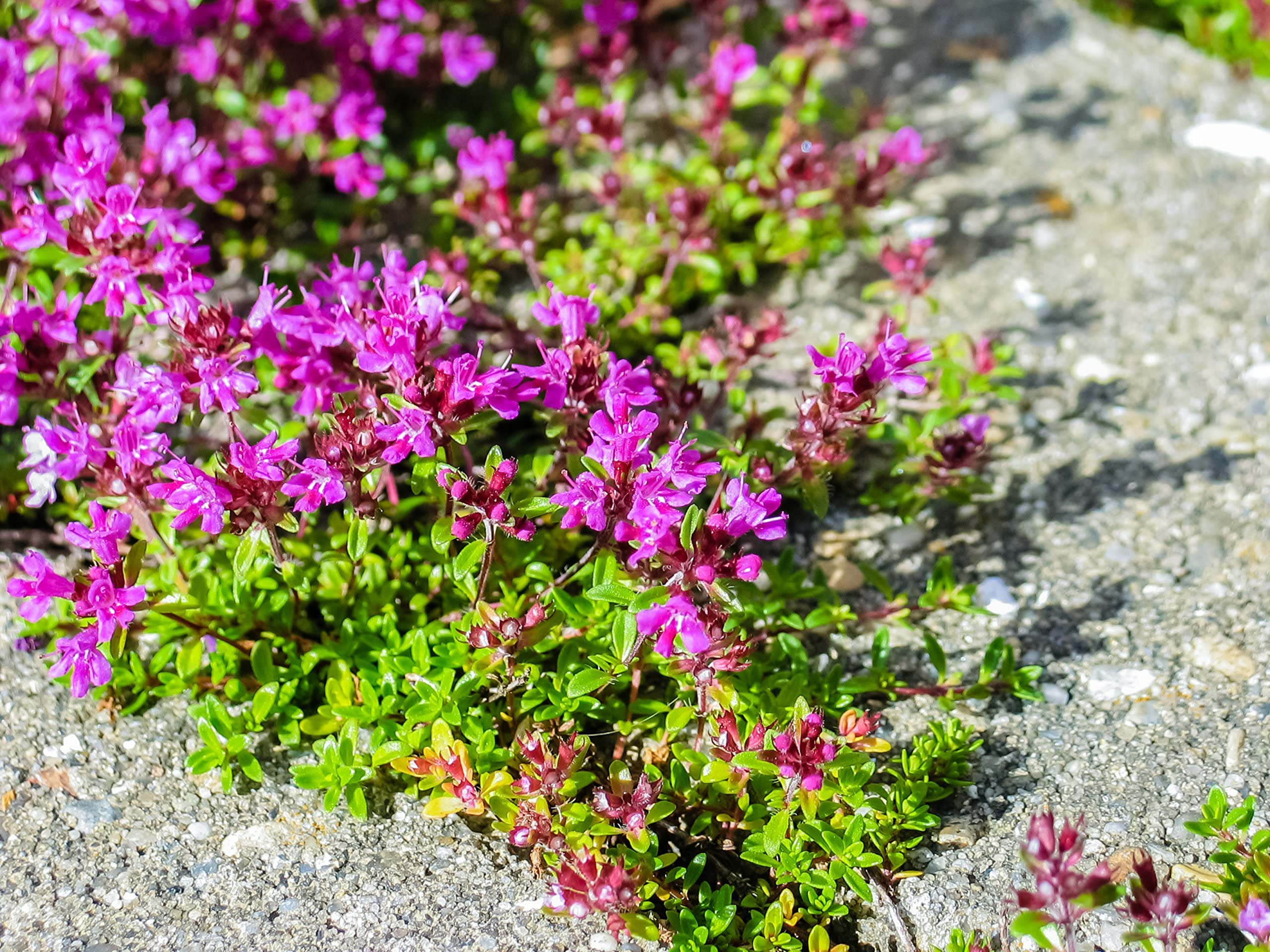 1,000 Creeping Thyme Seeds for Planting - Heirloom Non-GMO Ground Cover Seeds - AKA Breckland Thyme, Mother of Thyme, Wild Thyme, Thymus Serpyllum - Purple Flowers