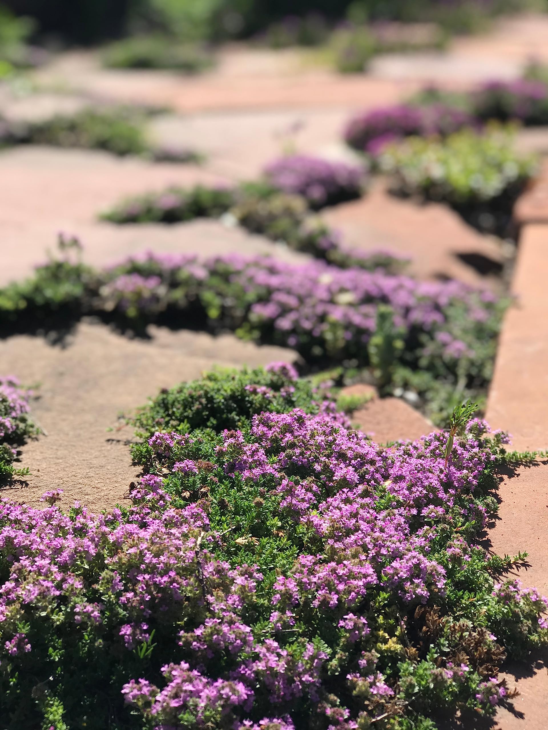 1,000 Creeping Thyme Seeds for Planting - Heirloom Non-GMO Ground Cover Seeds - AKA Breckland Thyme, Mother of Thyme, Wild Thyme, Thymus Serpyllum - Purple Flowers