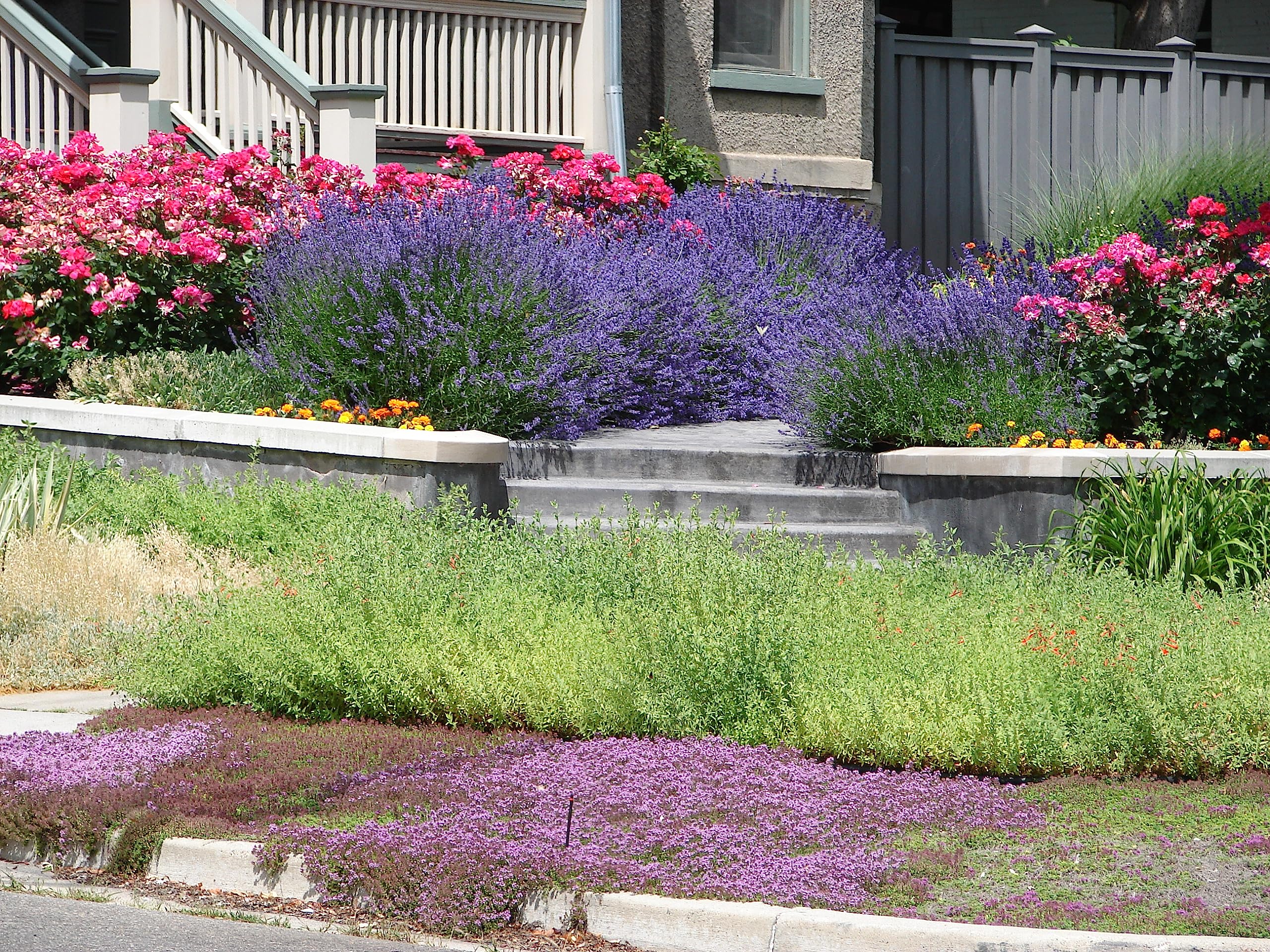 1,000 Creeping Thyme Seeds for Planting - Heirloom Non-GMO Ground Cover Seeds - AKA Breckland Thyme, Mother of Thyme, Wild Thyme, Thymus Serpyllum - Purple Flowers