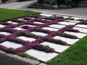 1,000 creeping thyme seeds for planting - heirloom non-gmo ground cover seeds - aka breckland thyme, mother of thyme, wild thyme, thymus serpyllum - purple flowers