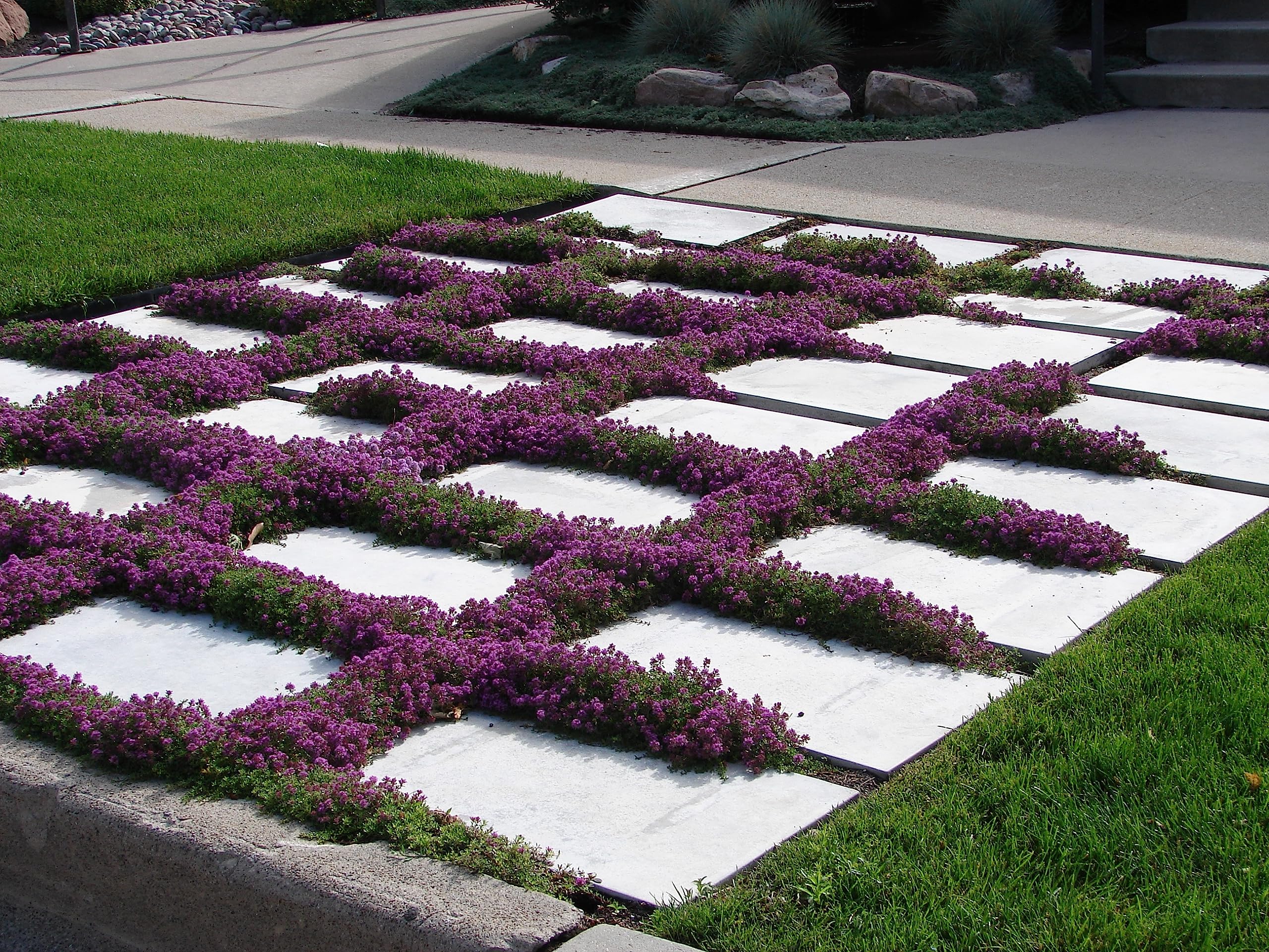 1,000 Creeping Thyme Seeds for Planting - Heirloom Non-GMO Ground Cover Seeds - AKA Breckland Thyme, Mother of Thyme, Wild Thyme, Thymus Serpyllum - Purple Flowers