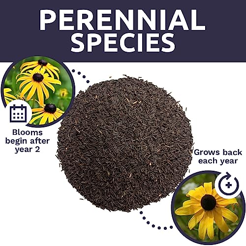 Black Eyed Susan Seeds – Extra Large Packet – Over 100,000 Open Pollinated Non-GMO Wildflower Seeds – Rudbeckia hirta