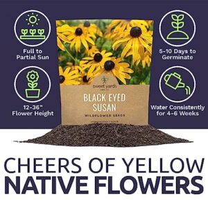 Black Eyed Susan Seeds – Extra Large Packet – Over 100,000 Open Pollinated Non-GMO Wildflower Seeds – Rudbeckia hirta