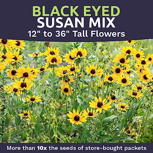 Black Eyed Susan Seeds – Extra Large Packet – Over 100,000 Open Pollinated Non-GMO Wildflower Seeds – Rudbeckia hirta