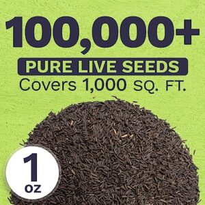 Black Eyed Susan Seeds – Extra Large Packet – Over 100,000 Open Pollinated Non-GMO Wildflower Seeds – Rudbeckia hirta