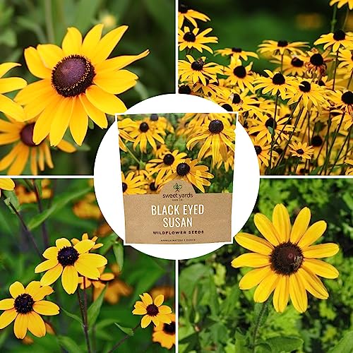 Black Eyed Susan Seeds – Extra Large Packet – Over 100,000 Open Pollinated Non-GMO Wildflower Seeds – Rudbeckia hirta