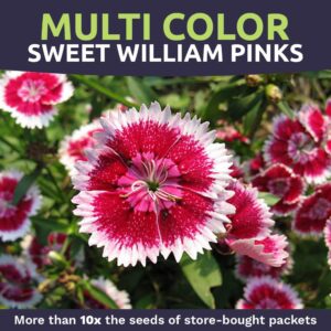 Sweet William Seeds – Mixed Colors – Extra Large Packet – Over 30,000 Open Pollinated Non-GMO Flower Seeds – Dianthus barbatus