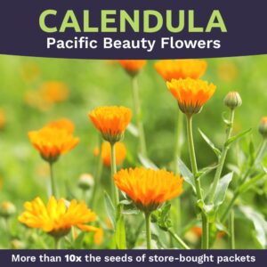 Calendula ‘Pacific Beauty Mix’ – Extra Large Packet – Over 3,000 Open Pollinated Non-GMO Wildflower Seeds – Calendula officinalis