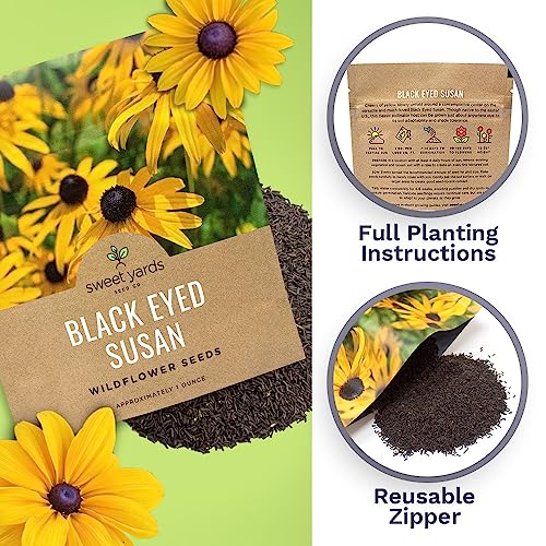 Black Eyed Susan Seeds – Extra Large Packet – Over 100,000 Open Pollinated Non-GMO Wildflower Seeds – Rudbeckia hirta