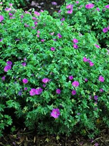 perennial farm marketplace (cranes bill) groundcover, size-#1 container geranium s. 'max frei', deep magenta flowers