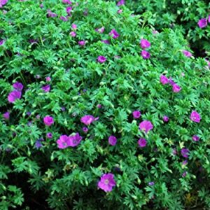 Perennial Farm Marketplace (Cranes Bill) Groundcover, Size-#1 Container Geranium s. 'Max Frei', Deep Magenta Flowers