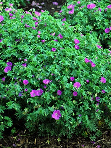 Perennial Farm Marketplace (Cranes Bill) Groundcover, Size-#1 Container Geranium s. 'Max Frei', Deep Magenta Flowers