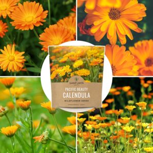 Calendula ‘Pacific Beauty Mix’ – Extra Large Packet – Over 3,000 Open Pollinated Non-GMO Wildflower Seeds – Calendula officinalis