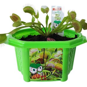 Toys By Nature Character Micro Domes Fred The Ferocious Flytrap Terrarium with Genuine Jasper Stone! (Fred The Ferocious Flytrap)