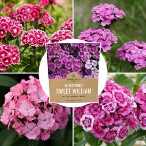 Sweet William Seeds – Mixed Colors – Extra Large Packet – Over 30,000 Open Pollinated Non-GMO Flower Seeds – Dianthus barbatus