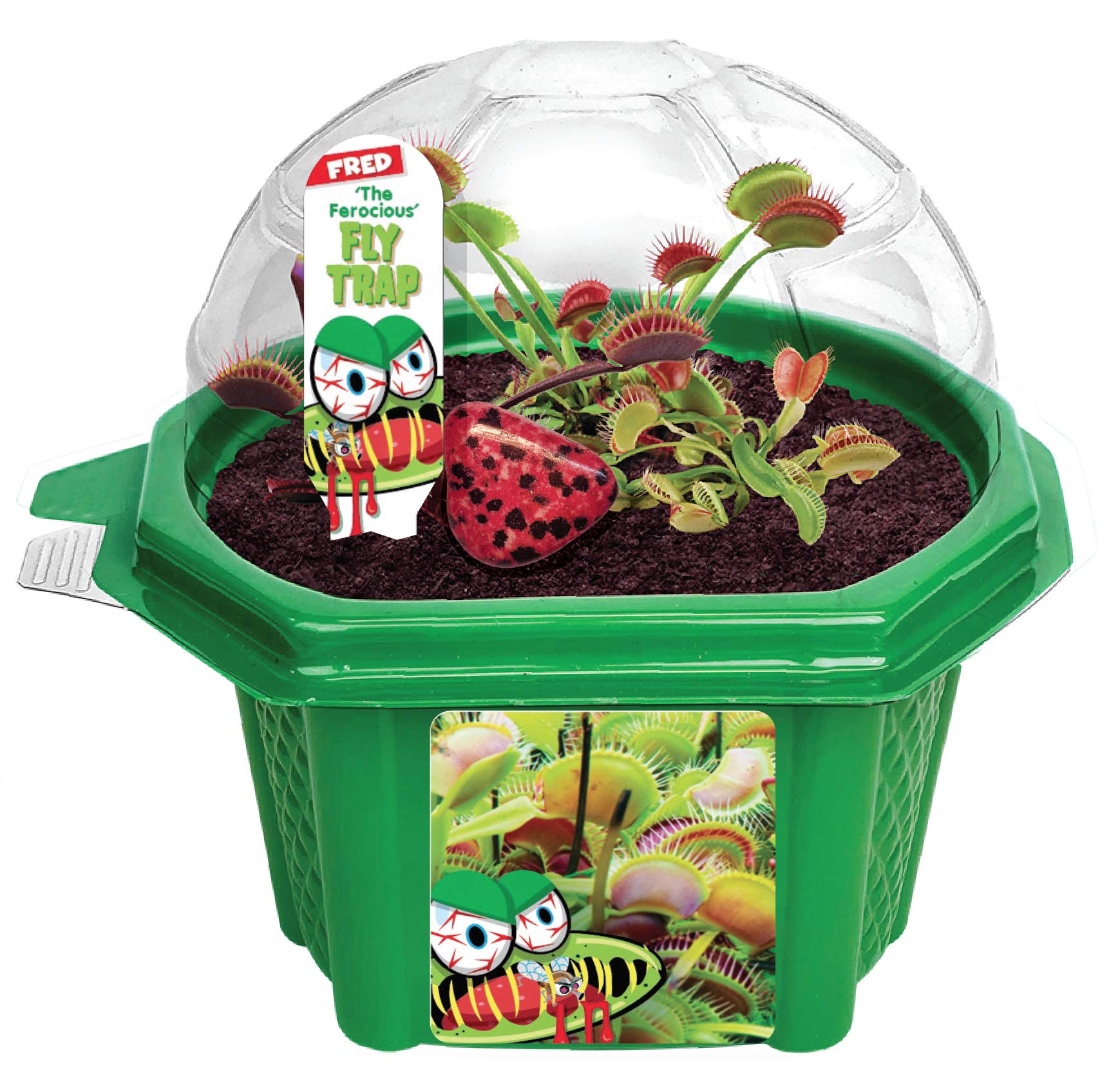 Toys By Nature Character Micro Domes Fred The Ferocious Flytrap Terrarium with Genuine Jasper Stone! (Fred The Ferocious Flytrap)