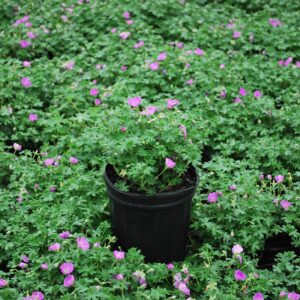 Perennial Farm Marketplace (Cranes Bill) Groundcover, Size-#1 Container Geranium s. 'Max Frei', Deep Magenta Flowers