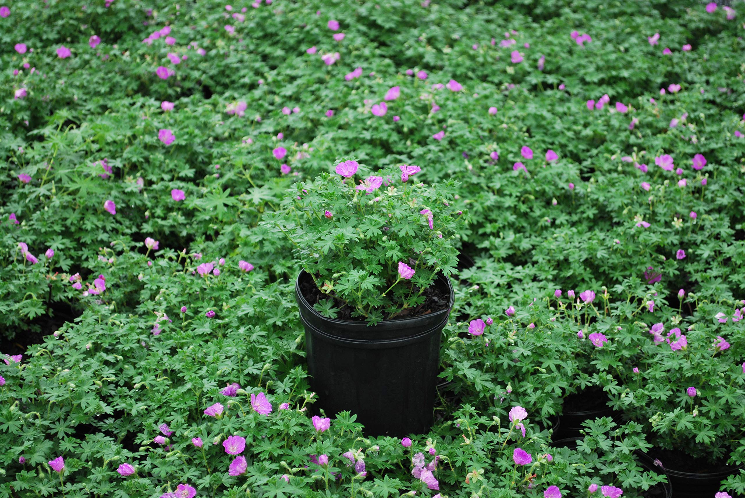 Perennial Farm Marketplace (Cranes Bill) Groundcover, Size-#1 Container Geranium s. 'Max Frei', Deep Magenta Flowers