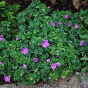 Perennial Farm Marketplace (Cranes Bill) Groundcover, Size-#1 Container Geranium s. 'Max Frei', Deep Magenta Flowers