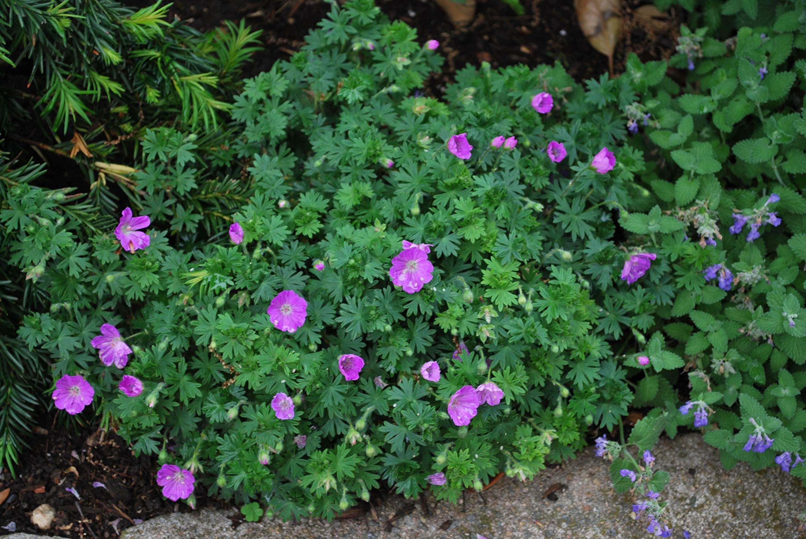 Perennial Farm Marketplace (Cranes Bill) Groundcover, Size-#1 Container Geranium s. 'Max Frei', Deep Magenta Flowers