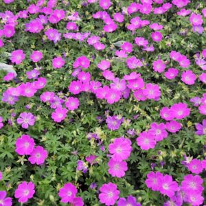 Perennial Farm Marketplace (Cranes Bill) Groundcover, Size-#1 Container Geranium s. 'Max Frei', Deep Magenta Flowers