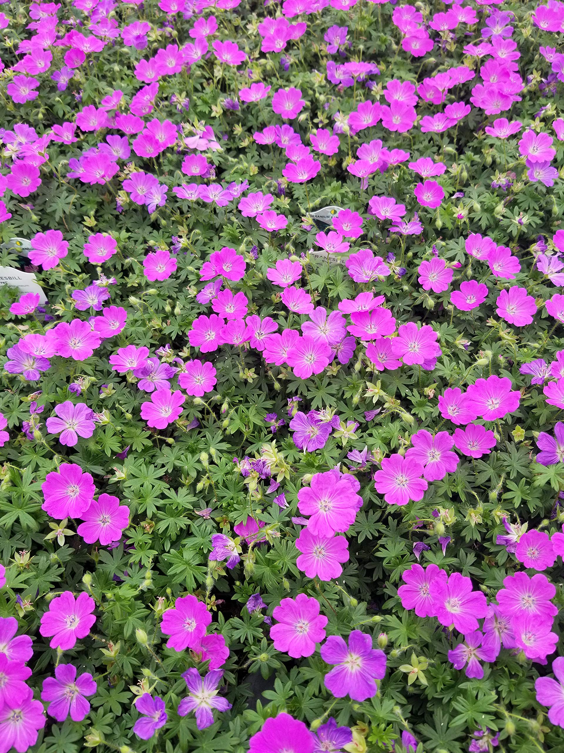 Perennial Farm Marketplace (Cranes Bill) Groundcover, Size-#1 Container Geranium s. 'Max Frei', Deep Magenta Flowers