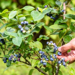 PERFECT PLANTS Tifblue Blueberry Live Plant, 1 Gallon, Green