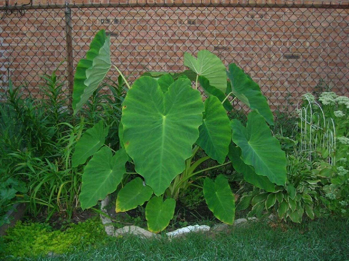 3 Live Colocasia Esculenta Elephant Ear Taro Gabi Kalo Eddo Bulbs #TSMN